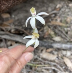 Caladenia moschata at Bellfield, VIC - suppressed