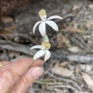 Caladenia moschata at Bellfield, VIC - suppressed