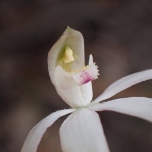 Caladenia moschata at Bellfield, VIC - suppressed