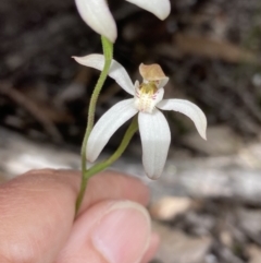 Caladenia moschata at Bellfield, VIC - suppressed