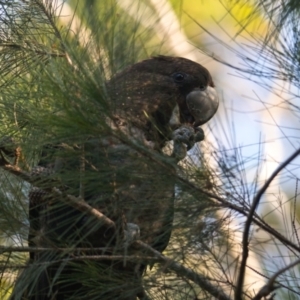 Calyptorhynchus lathami lathami at Brunswick Heads, NSW - 23 Oct 2023