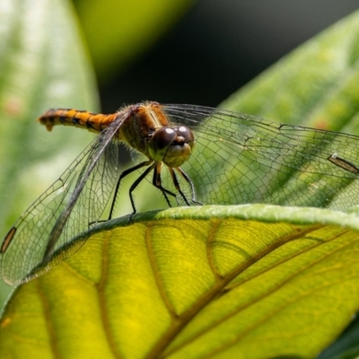 Nannodiplax rubra (Pygmy Percher) at Ewingsdale, NSW - 16 Oct 2023 by Watermelontree
