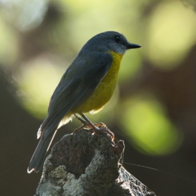 Eopsaltria australis (Eastern Yellow Robin) at Brunswick Heads, NSW - 23 Oct 2023 by macmad