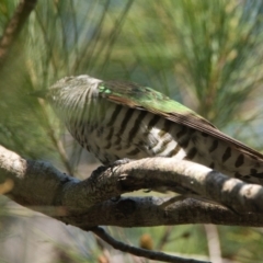 Chrysococcyx lucidus (Shining Bronze-Cuckoo) at Brunswick Heads, NSW - 22 Oct 2023 by macmad
