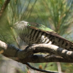 Chrysococcyx lucidus at Brunswick Heads, NSW - 23 Oct 2023