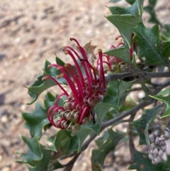 Grevillea aquifolium (Holly Grevillea) at Grampians National Park - 15 Oct 2023 by AnneG1