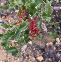 Grevillea aquifolium at Bellfield, VIC - 16 Oct 2023