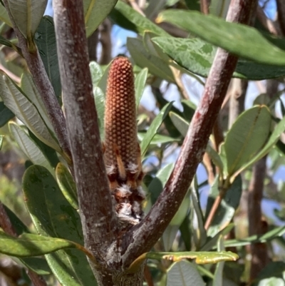 Banksia marginata (Silver Banksia) at Grampians National Park - 16 Oct 2023 by AnneG1