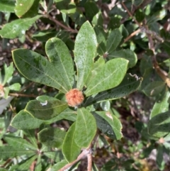 Banksia marginata at Bellfield, VIC - 16 Oct 2023 11:34 AM