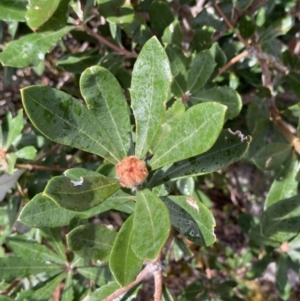 Banksia marginata at Bellfield, VIC - 16 Oct 2023 11:34 AM