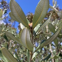 Banksia marginata at Bellfield, VIC - 16 Oct 2023