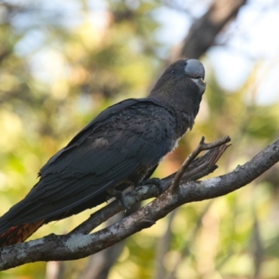Calyptorhynchus lathami (Glossy Black-Cockatoo) at Brunswick Heads, NSW - 22 Oct 2023 by macmad