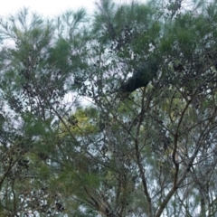 Calyptorhynchus lathami lathami at Brunswick Heads, NSW - suppressed