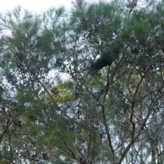 Calyptorhynchus lathami lathami at Brunswick Heads, NSW - 23 Oct 2023