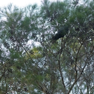 Calyptorhynchus lathami at Brunswick Heads, NSW - 23 Oct 2023
