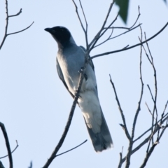 Coracina novaehollandiae (Black-faced Cuckooshrike) at Brunswick Heads, NSW - 23 Oct 2023 by macmad