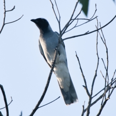 Coracina novaehollandiae (Black-faced Cuckooshrike) at Brunswick Heads, NSW - 22 Oct 2023 by macmad