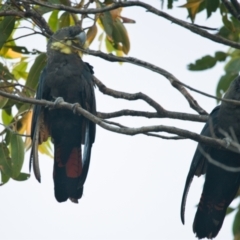 Calyptorhynchus lathami lathami (Glossy Black-Cockatoo) at Brunswick Heads, NSW - 22 Oct 2023 by macmad