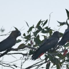 Calyptorhynchus lathami lathami at Brunswick Heads, NSW - suppressed