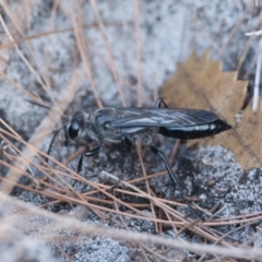 Unidentified Wasp (Hymenoptera, Apocrita) at Brunswick Heads, NSW - 22 Oct 2023 by macmad