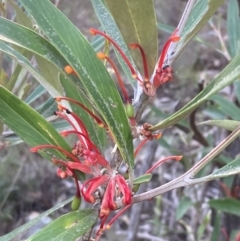 Grevillea dimorpha (Flame Grevillea) at Halls Gap, VIC - 17 Oct 2023 by AnneG1