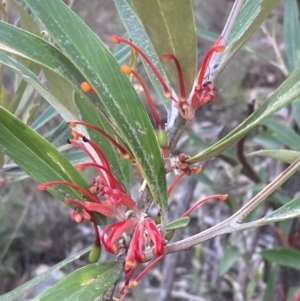 Grevillea dimorpha at Halls Gap, VIC - 17 Oct 2023 10:13 AM
