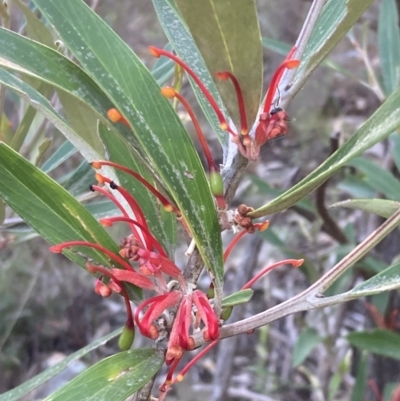 Grevillea dimorpha (Flame Grevillea) at Grampians National Park - 16 Oct 2023 by AnneG1