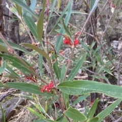 Grevillea dimorpha at Halls Gap, VIC - 17 Oct 2023