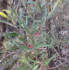 Grevillea dimorpha at Halls Gap, VIC - 17 Oct 2023