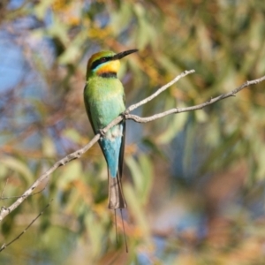 Merops ornatus at Brunswick Heads, NSW - 22 Oct 2023