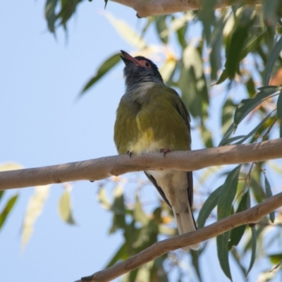Sphecotheres vieilloti (Australasian Figbird) at Brunswick Heads, NSW - 21 Oct 2023 by macmad