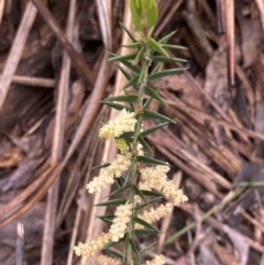 Acacia oxycedrus (Spike Wattle) at Bellfield, VIC - 16 Oct 2023 by AnneG1