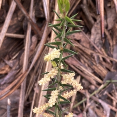 Acacia oxycedrus (Spike Wattle) at Bellfield, VIC - 15 Oct 2023 by AnneG1