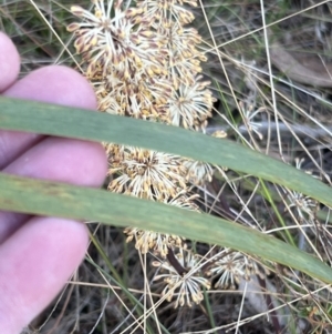 Lomandra multiflora at Canberra Central, ACT - 26 Oct 2023 06:16 PM