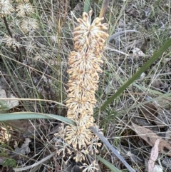 Lomandra multiflora at Canberra Central, ACT - 26 Oct 2023 06:16 PM