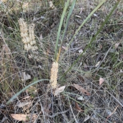 Lomandra multiflora at Canberra Central, ACT - 26 Oct 2023 06:16 PM