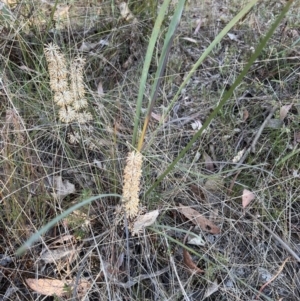 Lomandra multiflora at Canberra Central, ACT - 26 Oct 2023