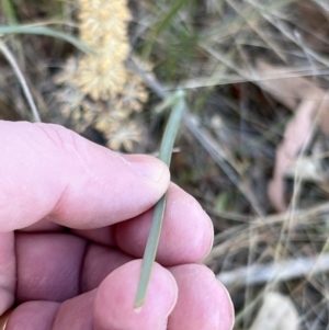 Lomandra multiflora at Canberra Central, ACT - 26 Oct 2023 06:16 PM