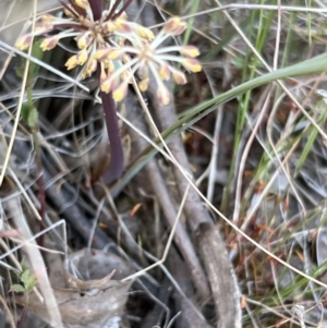 Lomandra multiflora at Canberra Central, ACT - 26 Oct 2023