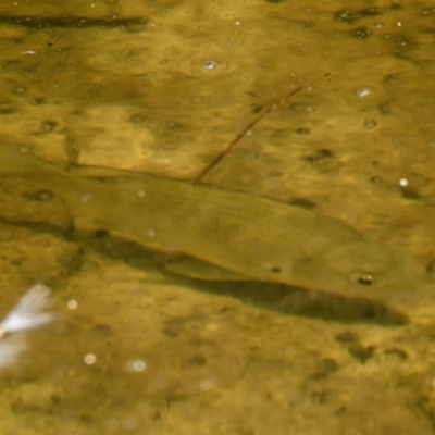 Unverified Fish at Brunswick Heads, NSW - 19 Oct 2023 by macmad