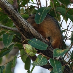 Pseudocheirus peregrinus (Common Ringtail Possum) at Wallum - 22 Oct 2023 by macmad