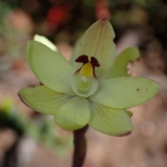 Thelymitra antennifera (Vanilla Orchid, Lemon-scented Sun Orchid) at Halls Gap, VIC - 19 Oct 2023 by AnneG1