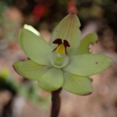 Thelymitra antennifera (Vanilla Orchid, Lemon-scented Sun Orchid) at Halls Gap, VIC - 18 Oct 2023 by AnneG1