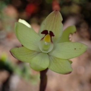 Thelymitra antennifera at Halls Gap, VIC - suppressed