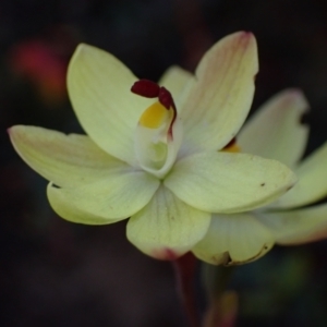 Thelymitra antennifera at Halls Gap, VIC - suppressed