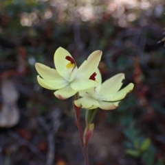 Thelymitra antennifera at Halls Gap, VIC - suppressed