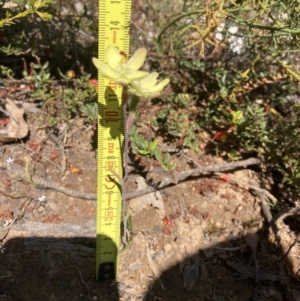 Thelymitra antennifera at Halls Gap, VIC - suppressed