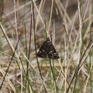 Heliothela (genus) at Cotter River, ACT - 20 Oct 2023