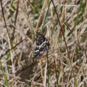 Heliothela (genus) at Cotter River, ACT - 20 Oct 2023 10:42 AM