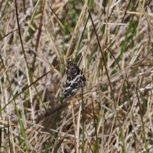 Heliothela (genus) at Cotter River, ACT - 20 Oct 2023 10:42 AM